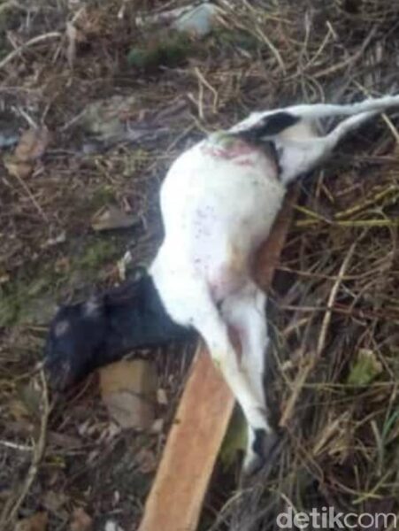 Serangan Hewan Buas di Pacitan Mereda, 45 Kambing Mati Tercabik-Cabik