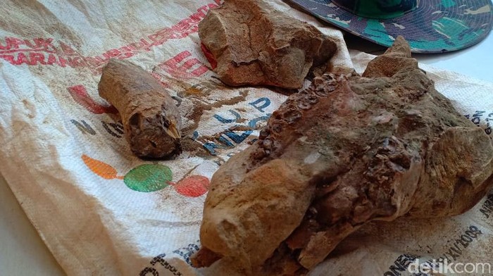 Tulang yang Diduga Fosil Hewan Purban Ditemukan di Madiun