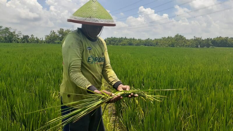 Serangan Tikus Membabi Buta, Petani Madiun Pasrah