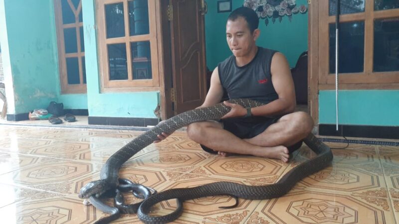 Ekstrem, Pemuda Madiun Hidup Bersama dengan King Cobra Seberat 13 Kg