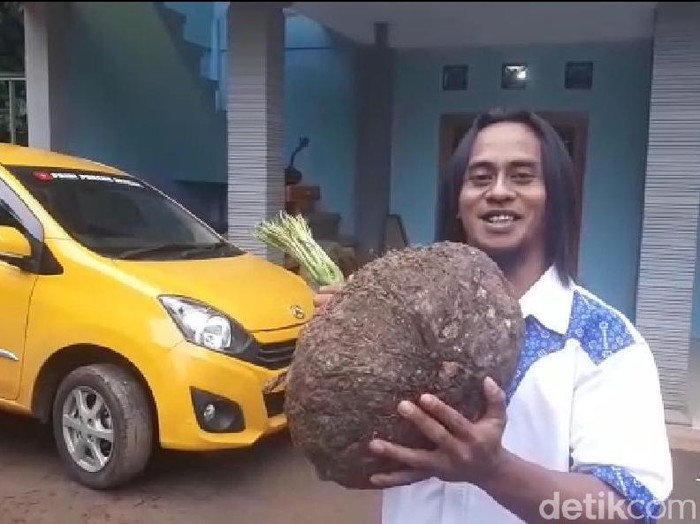 Berkat Porang, Pemulung Madiun Ini Jadi Miliarder