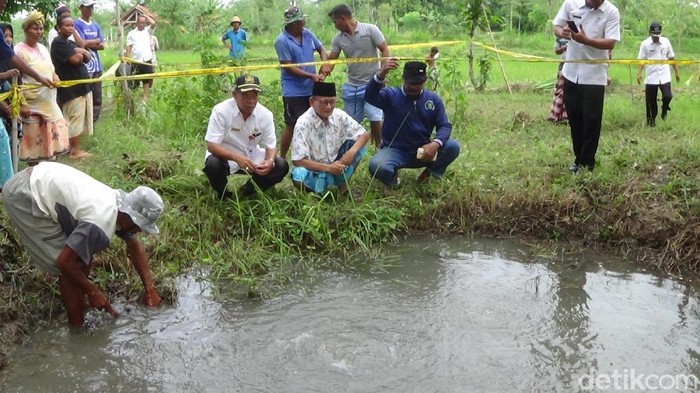 Fenomena Sawah Bergelembung Bak Mendidih Muncul Di Sumenep