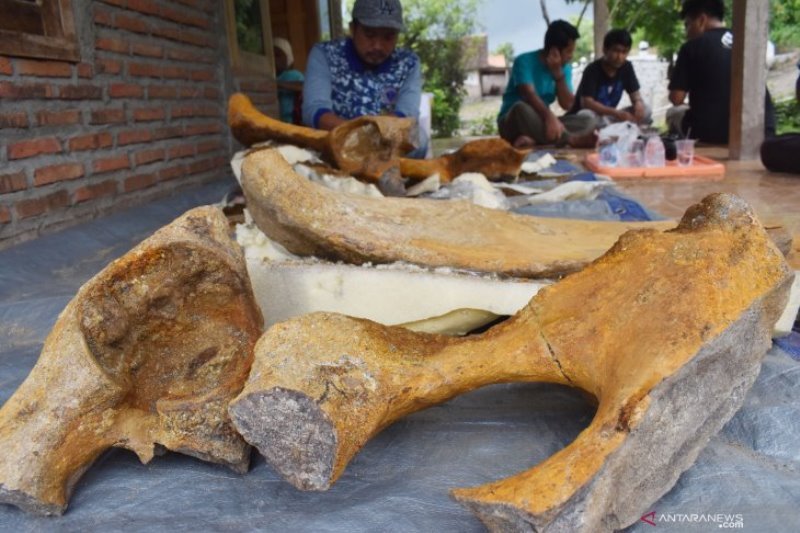 Tulang Yang Ditemukan di Madiun Dipastikan Fosil Gajah Purba Langka
