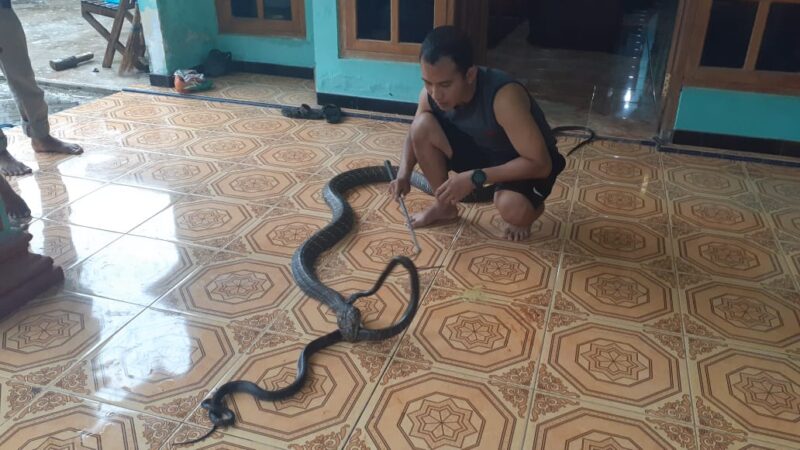 Bukan Hanya King Cobra, Pemuda Madiun Ini Juga Hidup Bersama Belasan Ular Piton