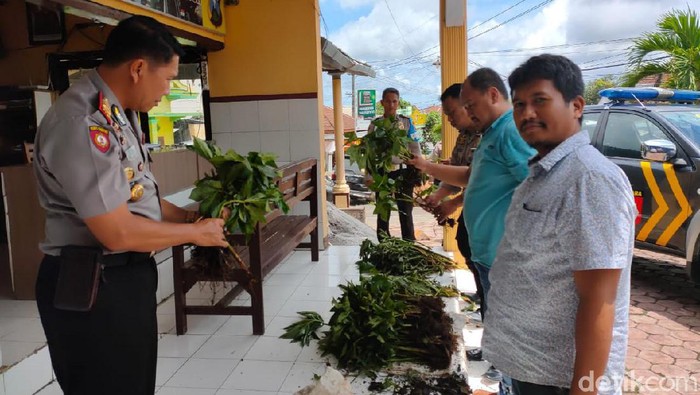 Sedang Naik Daun, Tanaman Porang Jadi Sasaran Pencurian