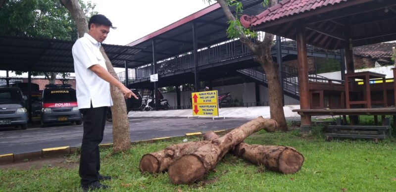 Polres Madiun Tangkap Tiga Pelaku Penebangan Ilegal di Perkebunan Kopi Kare