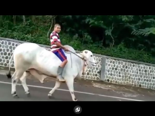 Jalanan Sepi, Juragan  Magetan Ini Naik Sapi Ke Alfamart