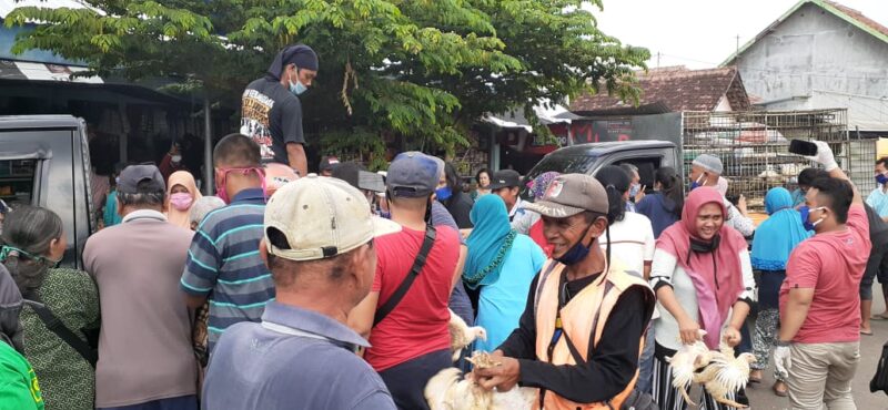 Harga Terjun Bebas, Peternak Madiun Pilih Bagikan Ribuan Ayam Gratis