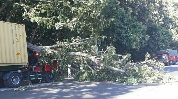 Dahan Pohon Timpa Truk di Situbondo, Beruntung Sopir Sedang di Warung