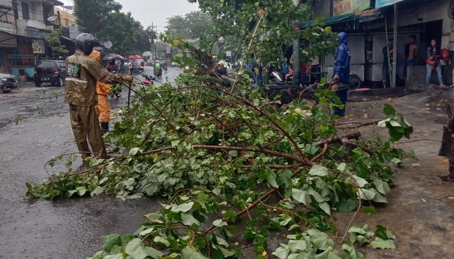 Hujan Deras dan Angin di Surabaya, 11 Pohon Roboh