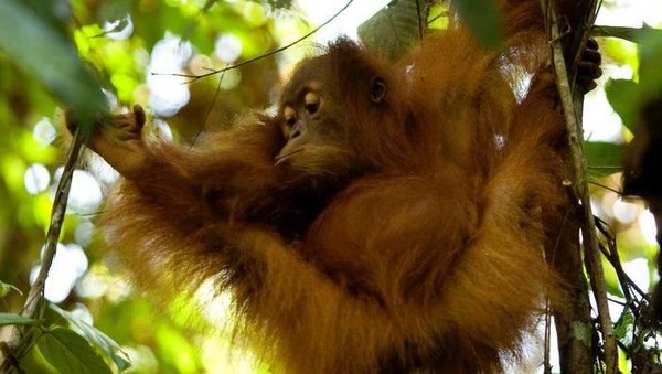 Yuk, Nikmati Minggu Pagi Bersama Orangutan Sumatra