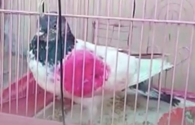 Diduga Jadi Mata-Mata, Burung Merpati Ini Ditangkap Polisi