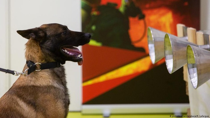 Finlandia Riset Pemanfaatan Anjing Untuk Deteksi Corona