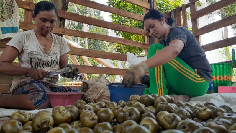 Butuh Proses Panjang, Begini Cara Warga di Gunung Wilis Memproduksi Kolang-Kaling