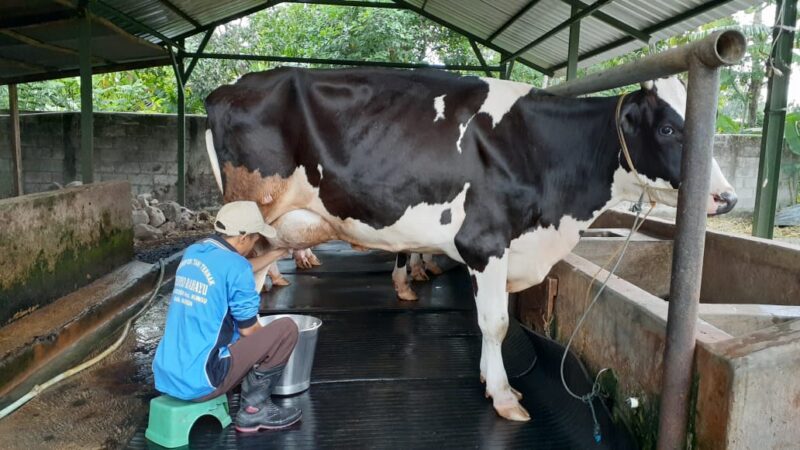 Ini Cara Peternak Sapi di Madiun untuk Bertahan Hidup Selama Pandemi Covid-19