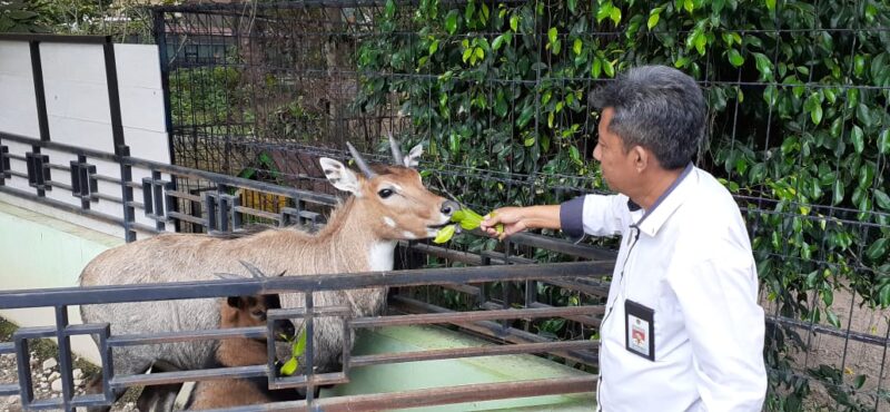 Pengelola Madiun Umbul Square Utang ke Bank untuk Beri Pakan Satwa