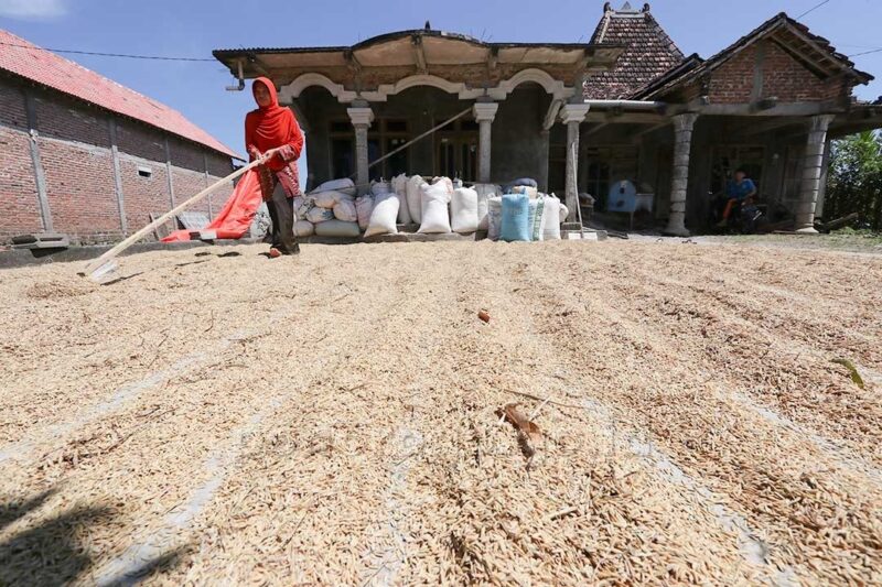 Cadangan Beras di Ponorogo Surplus, Cukup Untuk 3 Bulan ke Depan