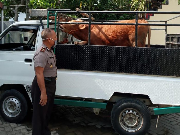 Pencuri Sapi di Pacitan Tertangkap di Check Point Donorejo