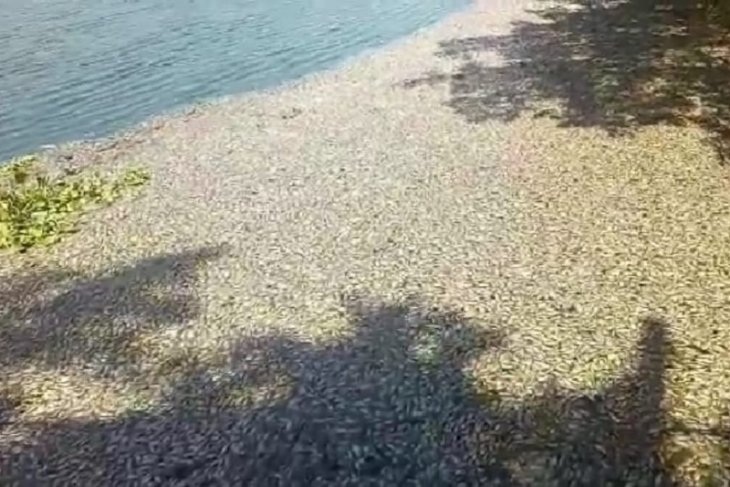 Waduh, Ribuan Ikan Mati di Waduk SIER Surabaya, Apa Penyebabnya