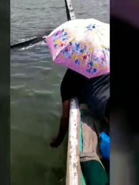 Viral! Hiu Paus Ditabrak Perahu Wisata di Perairan Pasuruan