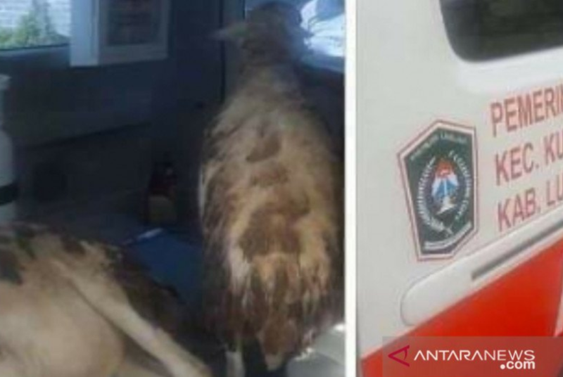 Ambulans Digunakan Untuk Angkut Kambing, Wabup Lumajang Geram