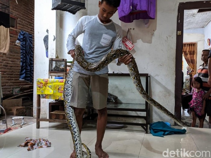 Resahkan Warga, Ular Sanca Pemangsa Ternak di Mojokerto Ditangkap