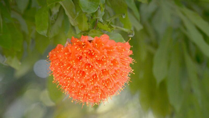 Bunga Langka Ini Tumbuh Cantik di Surabaya