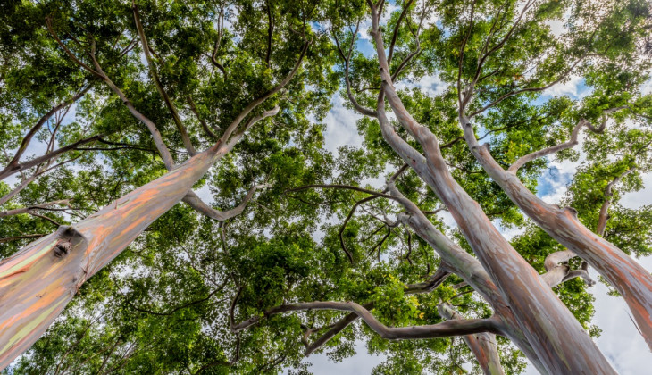Meski Belum Ada Bukti Obati Corona, Eucalyptus Kaya akan Khasiat Kesehatan