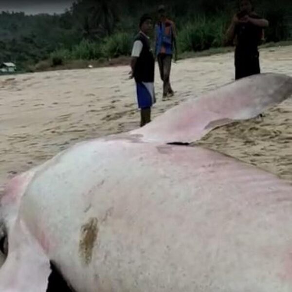 Beredar Video Hiu Tutul Terdampar di Pantai Pacitan