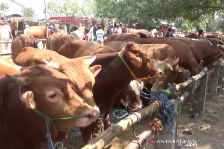 Penjualan Hewan Kurban di Ngawi Turun Drastis