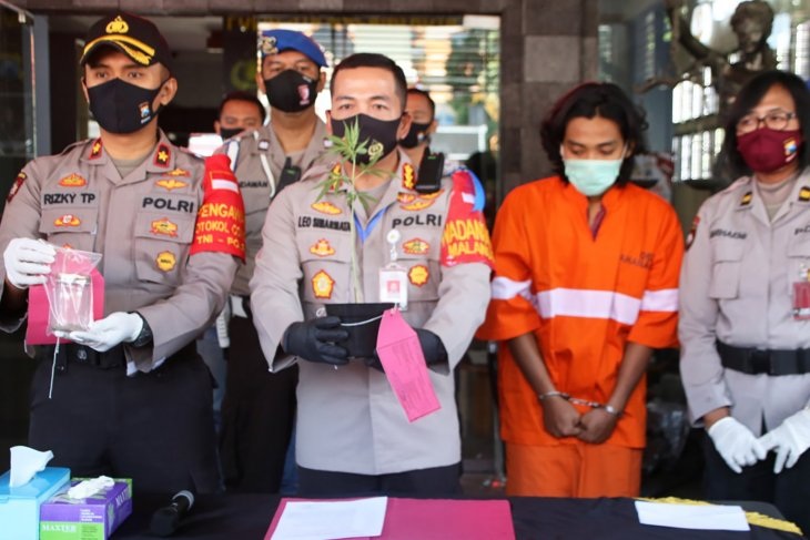 Tanam Ganja di Indekos, Mahasiswa Kota Malang Ditangkap Polisi