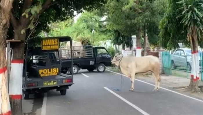 Waduh! Sapi Kurban Lepas dan Seruduk Polisi di Blitar