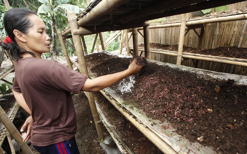 Budi Daya Cacing Tanah Pendorong Perekonomian Warga Lumajang