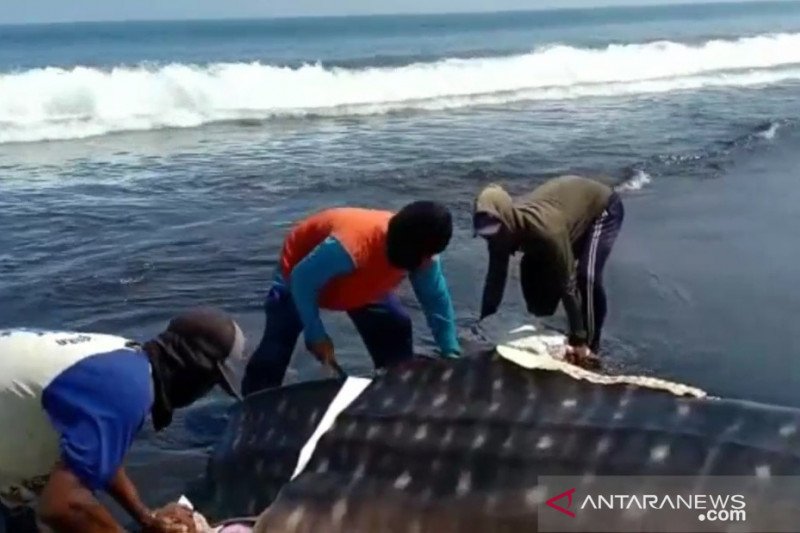 Tiga Hiu Terdampar di Pantai Jember, Satu Dimutilasi dan Dimakan Warga