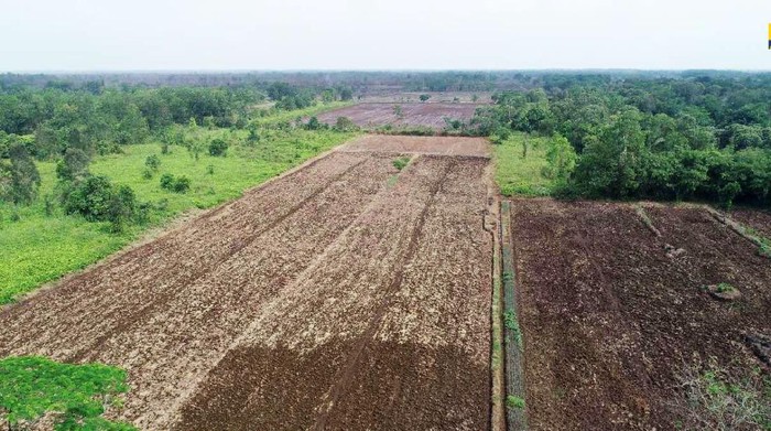 Pemerintah Siapkan Lumbung Pangan Seluas 148.000 Ha