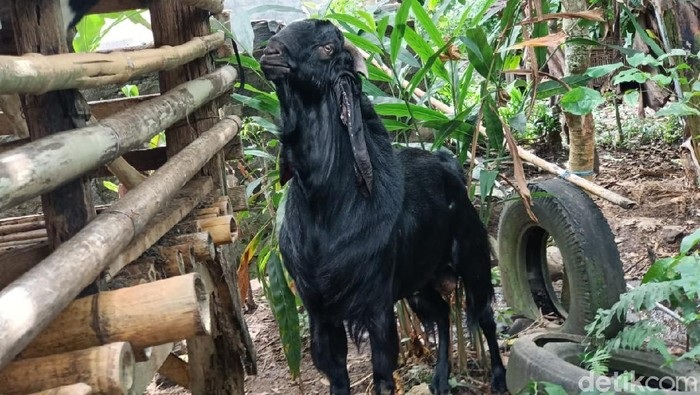 Heboh Kambing Berbau Pandan Setiap Menjelang Magrib di Banyuwangi