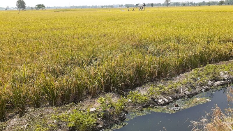 Petani Madiun Keluhkan Kerusakan Saluran Irigasi