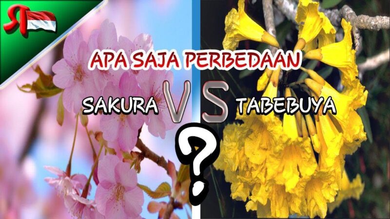 Inilah Perbedaan Bunga Sakura dan Bunga Tabebuya yang Kembali Mekar di Surabaya