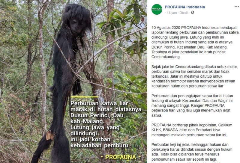 Miris, Lutung Jawa ini Dibunuh Hanya Menyisakan Kepala di Hutan Dau Malang