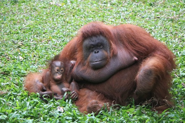 Ini Nanda, Orangutan Penghuni Baru Taman Safari Prigen Pasuruan