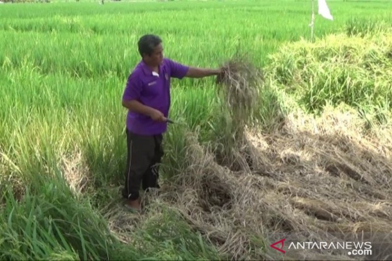 Hama Wereng Menyerang, Seratusan Hektare Tanaman Padi di Madiun Terancam Gagal Panel