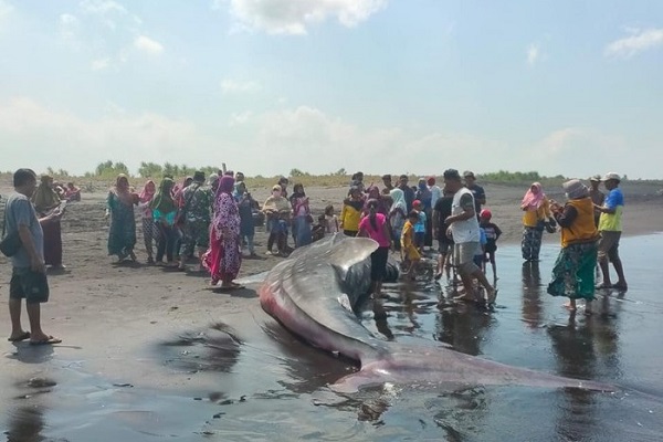 Bangkai Hiu Tutul Sepanjang 10 Meter Ditemukan di Pantai Jember