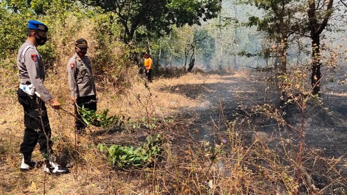 Hutan Baluran Situbondo Kebakaran, Diduga Karena Puntung Rokok yang Dibuang Sembarangan