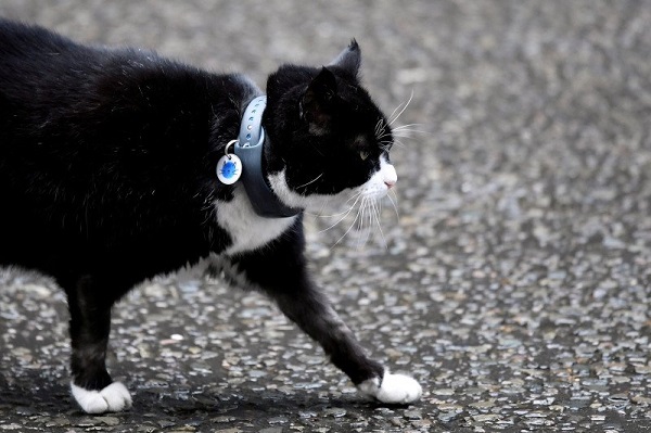 4,5 Tahun Memburu Tikus, Kucing di Kantor Kemlu Inggris Pensiun