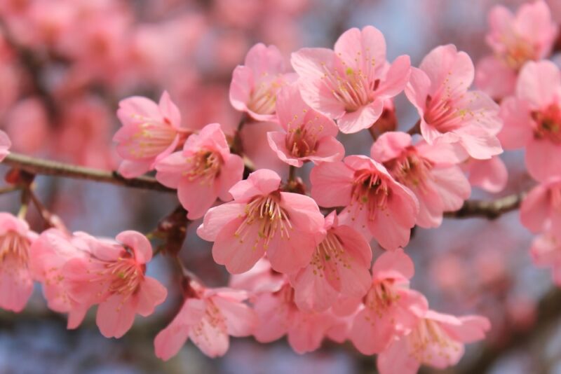 Inilah Perbedaan Bunga Sakura  dan Bunga Tabebuya yang 