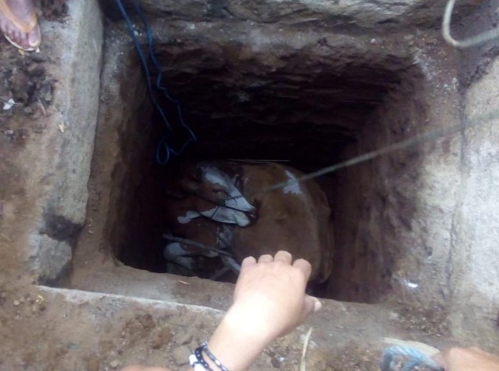 Sapi Simental di Situbondo Masuk Septic Tank, Butuh 4 Jam Untuk Evakuasi