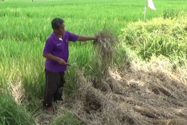 Petani di Madiun Keluhkan Serangan Hama Wereng