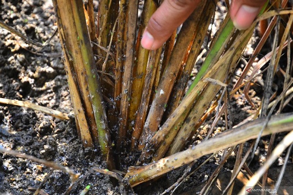 Serangan Wereng di Lamongan, Kerugian Petani Capai Ratusan Juta Rupiah