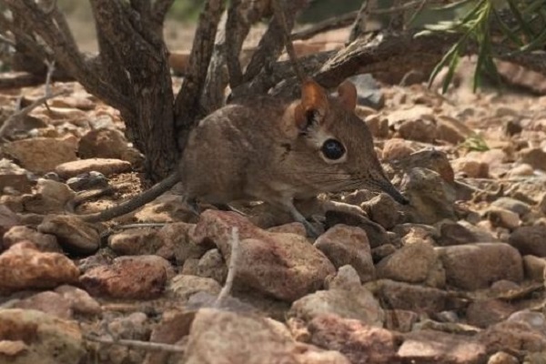 Tikus Gajah Somali Sengi Ditemukan di Djibouti Setelah 50 Tahun Dikira Punah