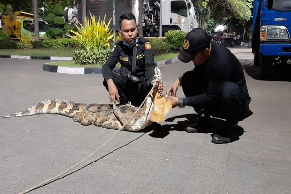 Bikin Resah, Buaya 2 Meter Peliharaan Warga Surabaya Dievakuasi